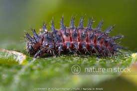 Attēlu rezultāti vaicājumam “Chilocorus renipustulatus”