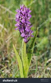 Attēlu rezultāti vaicājumam “Dactylorhiza cruenta flower”