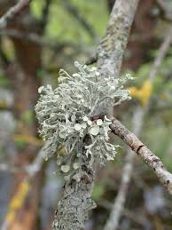 Attēlu rezultāti vaicājumam “Ramalina fastigiata”