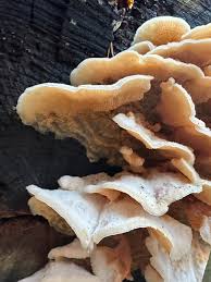 Attēlu rezultāti vaicājumam “Phlebia tremellosa”