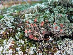 Attēlu rezultāti vaicājumam “Cladonia caespiticia”