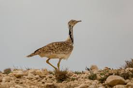 Image result for Chlamydotis macqueenii