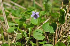 Attēlu rezultāti vaicājumam “Viola epipsila flower”