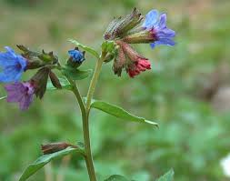 Attēlu rezultāti vaicājumam “Pulmonaria obscura leaf”
