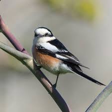 Image result for Lanius nubicus