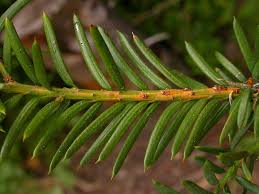 Attēlu rezultāti vaicājumam “Taxus baccata bud”