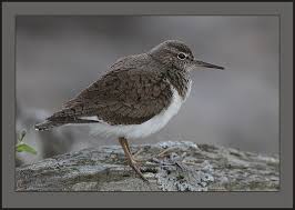 Attēlu rezultāti vaicājumam “Actitis hypoleucos adult”
