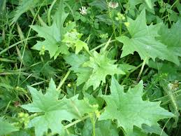 Attēlu rezultāti vaicājumam “Bryonia alba”