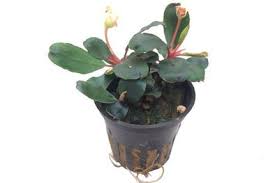 Risultati immagini per bucephalandra pinoh red stem