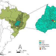 Attēlu rezultāti vaicājumam “Arcyria affinis young”