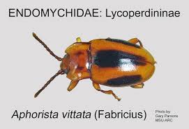 Attēlu rezultāti vaicājumam “Endomychidae”