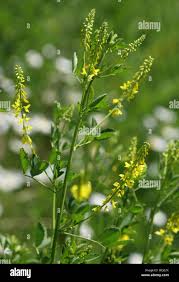 Attēlu rezultāti vaicājumam “Melilotus officinalis flower”
