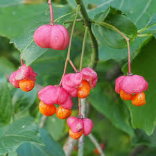Attēlu rezultāti vaicājumam “Euonymus europaeus fruit”