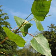 Attēlu rezultāti vaicājumam “Populus nigra leaf”