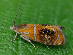 Attēlu rezultāti vaicājumam “Olethreutes arcuella”