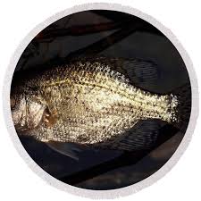 Image result for Pomoxis nigromaculatus