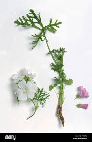 Image result for Malva moschata alba