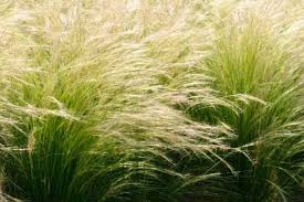 Attēlu rezultāti vaicājumam “Najas tenuissima”