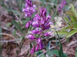 Attēlu rezultāti vaicājumam “Polygala comosa”