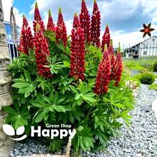 Attēlu rezultāti vaicājumam “Lupinus polyphyllus”