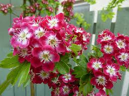 Attēlu rezultāti vaicājumam “Crataegus laevigata flower”