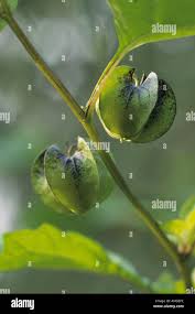 Attēlu rezultāti vaicājumam “Nicandra physalodes fruit”