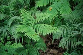 Attēlu rezultāti vaicājumam “Pteropsida”