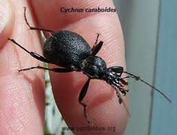 Attēlu rezultāti vaicājumam “Cychrus caraboides”