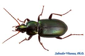 Attēlu rezultāti vaicājumam “Carabidae”