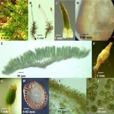 Attēlu rezultāti vaicājumam “Pogonatum urnigerum macro”