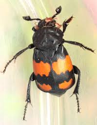 Attēlu rezultāti vaicājumam “Nicrophorus investigator imago”