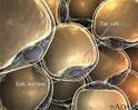 Lipocytes (fat cells)