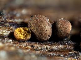 Attēlu rezultāti vaicājumam “Perichaena corticalis”