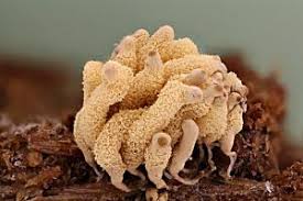 Attēlu rezultāti vaicājumam “Heterotrichia obvelata (syn. Arcyria obvelata) spores”