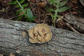 Attēlu rezultāti vaicājumam “Trametes ochracea”