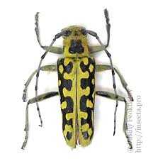 Attēlu rezultāti vaicājumam “Saperda scalaris”