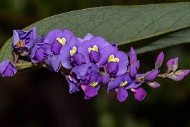 Attēlu rezultāti vaicājumam “Cribraria violacea stalked”