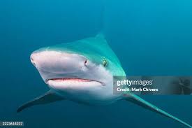 Image result for Carcharhinus plumbeus