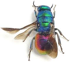 Attēlu rezultāti vaicājumam “Chrysididae”