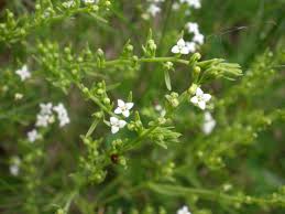 Attēlu rezultāti vaicājumam “Thesium ebracteatum leaf”
