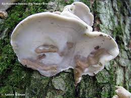 Attēlu rezultāti vaicājumam “Bjerkandera fumosa”