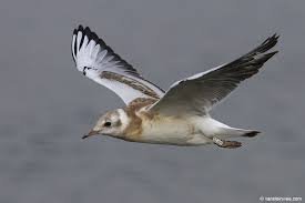 Attēlu rezultāti vaicājumam “Larus ridibundus juvenile”