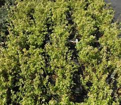 Attēlu rezultāti vaicājumam “Vaccinium angustifolium”