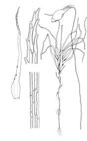 Attēlu rezultāti vaicājumam “Leptobryum pyriforme”