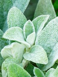 Attēlu rezultāti vaicājumam “Stachys”