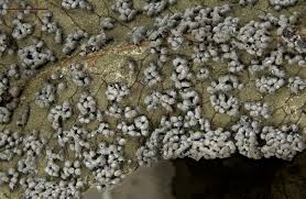 Attēlu rezultāti vaicājumam “Physarum conglomeratum”