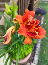 Image result for Hemerocallis `Moses Fire`