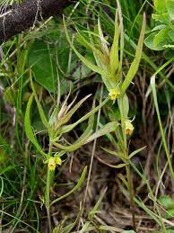 Attēlu rezultāti vaicājumam “Melampyrum sylvaticum leaf”