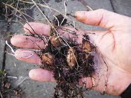 Attēlu rezultāti vaicājumam “Lathyrus tuberosus”