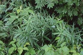 Attēlu rezultāti vaicājumam “Polygonatum verticillatum bud”